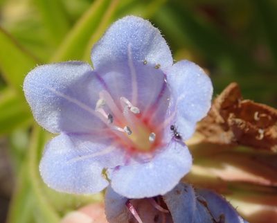 Lobostemon oederifolius, photographed by Nicola van Berkel