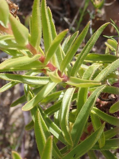 Lobostemon oederifolius, photographed by Nicola van Berkel
