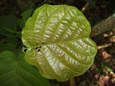 Neomillspaughia emarginata, photographed by Jorge Armín Escalante-Pasos