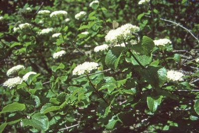 Viburnum ellipticum, photographed by Ed Alverson