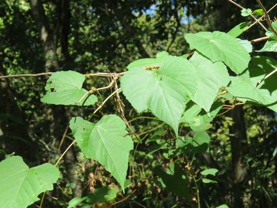 Vitis cinerea, photographed by Laura Clark
