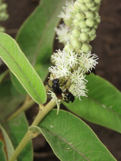 Croton compressus, photographed by Diogo Luiz
