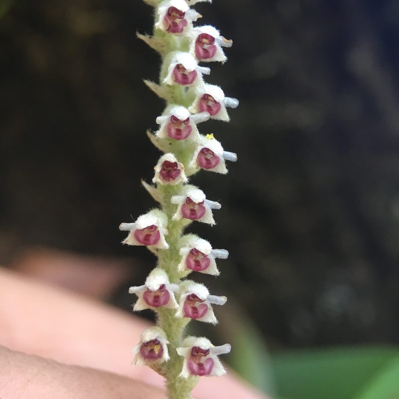 Cryptochilus siamensis, photographed by Matt Berger