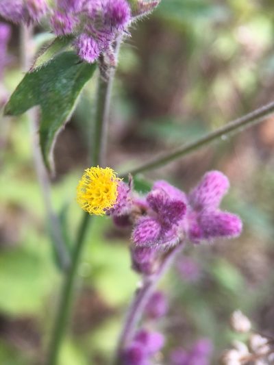 Blumea fistulosa, photographed by Matt Berger