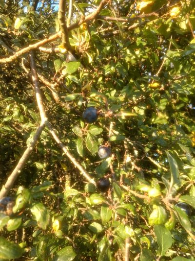 Prunus insititia, photographed by Joe Carmichael