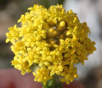 Hymenolepis gnidioides, photographed by Nicola van Berkel