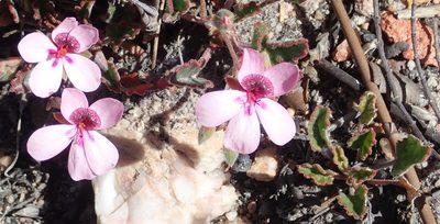 Pelargonium burgerianum, photographed by Nicola van Berkel