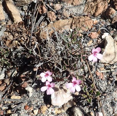 Pelargonium burgerianum, photographed by Nicola van Berkel