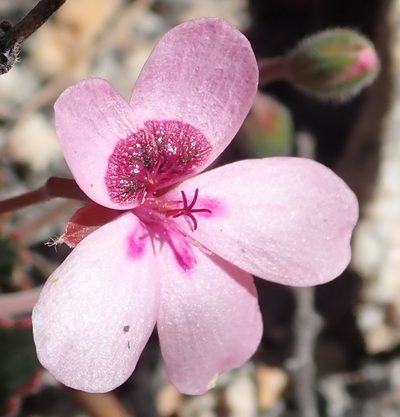 Pelargonium burgerianum, photographed by Nicola van Berkel