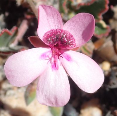 Pelargonium burgerianum, photographed by Nicola van Berkel