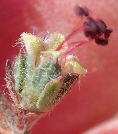 Cliffortia hantamensis, photographed by Nicola van Berkel