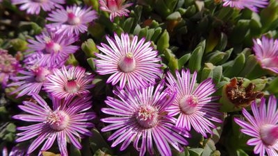 Ruschia lineolata, photographed by Paul Emms