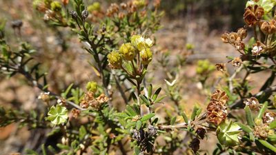 Agathosma foetidissima, photographed by Paul Emms
