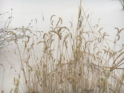 Bouteloua breviseta, photographed by Matt Berger