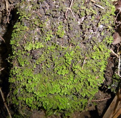 Trichocolea wattsiana, photographed by Peter de Lange