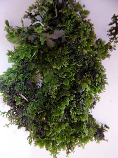 Trichocolea wattsiana, photographed by Peter de Lange