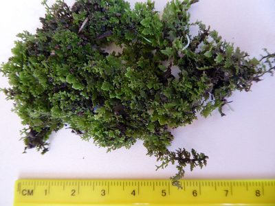 Trichocolea wattsiana, photographed by Peter de Lange