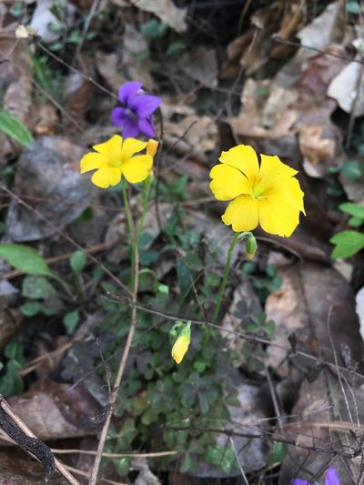 Oxalis texana, photographed by Matt Berger