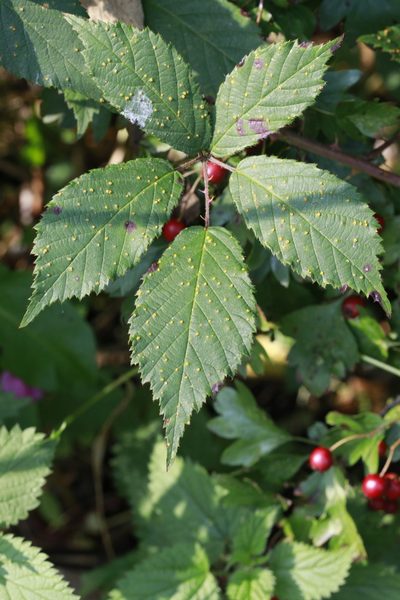 Rubus questieri, photographed by Stephen James McWilliam