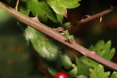 Rubus questieri, photographed by Stephen James McWilliam