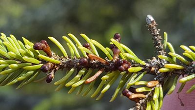 Arceuthobium pusillum, photographed by Norma Malinowski