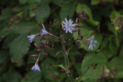 Cicerbita petiolata, photographed by Alena Shindyapkina