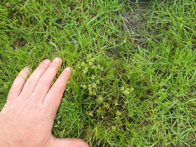 Juncus capitatus, photographed by rockybajada
