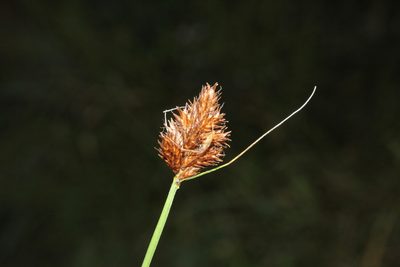 Carex bebbii, photographed by Quinten Wiegersma