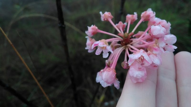 Pterandra pyroidea, photographed by Márcia Martins