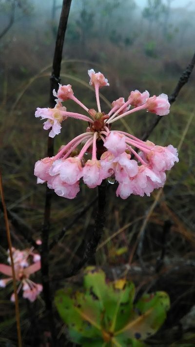 Pterandra pyroidea, photographed by Márcia Martins