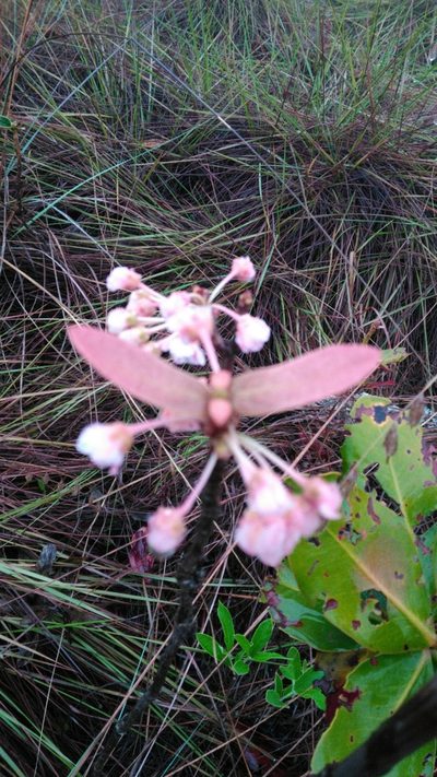 Pterandra pyroidea, photographed by Márcia Martins
