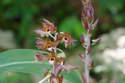 Eulophia zollingeri, photographed by Takaaki Hattori