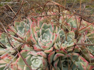 Echeveria chihuahuaensis, photographed by Alejandro Sigala Chávez