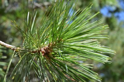 Pinus stylesii, photographed by Rafael Torres