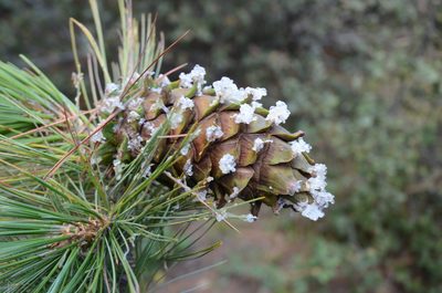 Pinus stylesii, photographed by Rafael Torres
