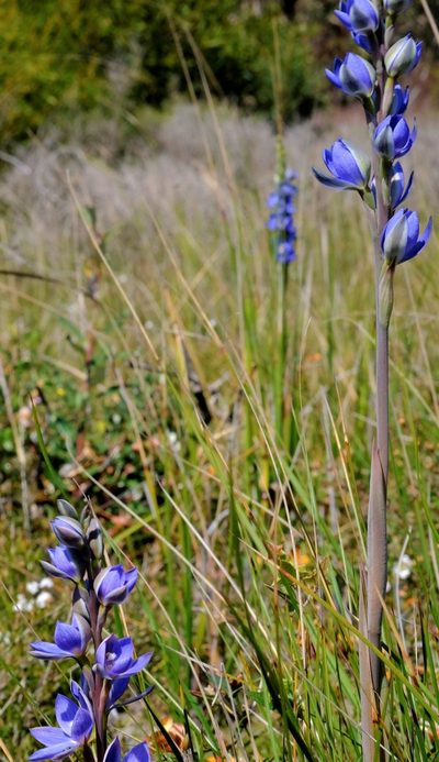 Thelymitra aristata, photographed by Peter Crowcroft