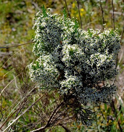 Olearia teretifolia, photographed by Peter Crowcroft