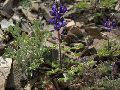 Lupinus flavoculatus, photographed by Jim Morefield