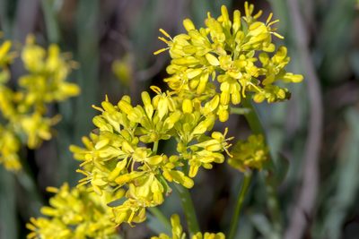 Glischrocaryon behrii, photographed by Andrew Allen