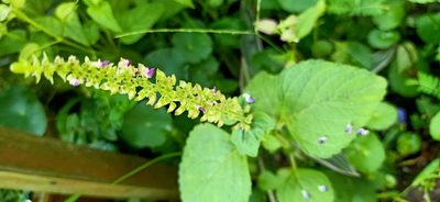 Coleus monostachyus, photographed by Ong Jyh Seng