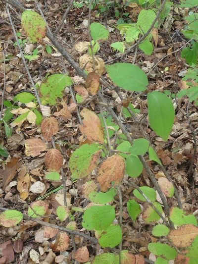 Viburnum burejaeticum, photographed by Repina Tatyana