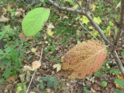 Viburnum burejaeticum, photographed by Repina Tatyana