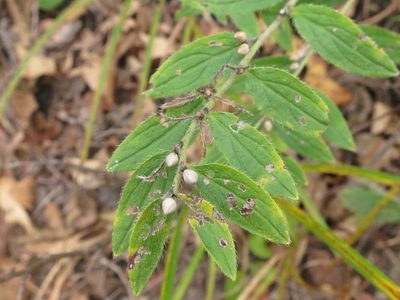 Lithospermum erythrorhizon, photographed by Repina Tatyana