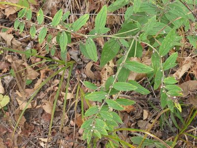 Lithospermum erythrorhizon, photographed by Repina Tatyana