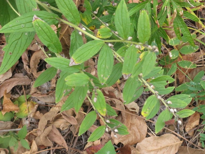 Lithospermum erythrorhizon, photographed by Repina Tatyana