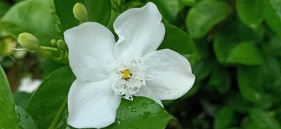 Wrightia antidysenterica, photographed by Ong Jyh Seng