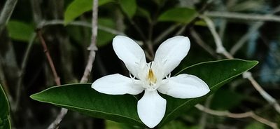 Wrightia antidysenterica, photographed by Ong Jyh Seng