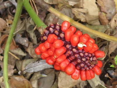 Arisaema amurense, photographed by Repina Tatyana
