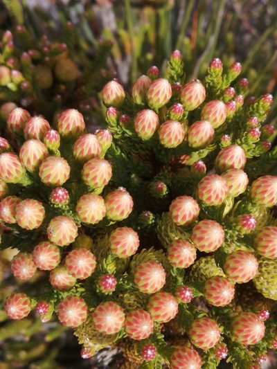 Brunia latebracteata, photographed by sharndreheuvel