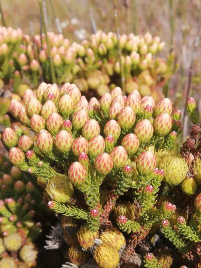 Brunia latebracteata, photographed by sharndreheuvel